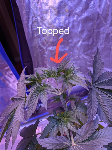 IMG_20200616_203758~2