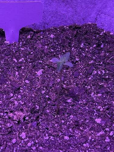 day 10 plant 4