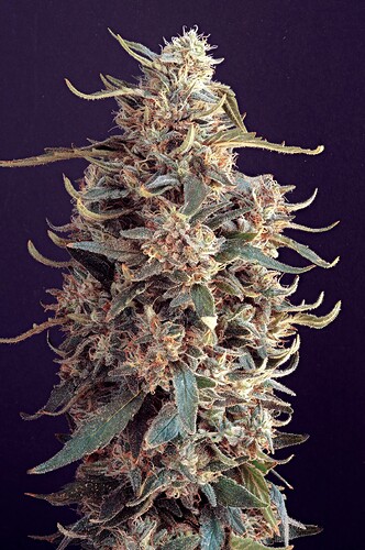 2025-06-22-12.54.13 ZS PMax