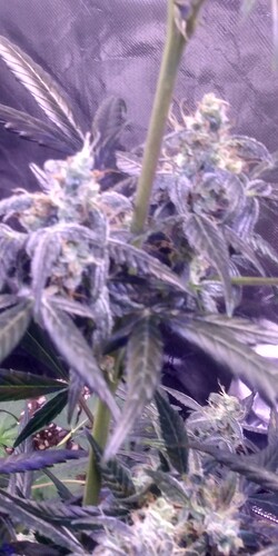 IMG_20210306_081548013_HDR