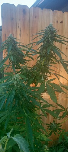 IMG_20230806_080528681_HDR