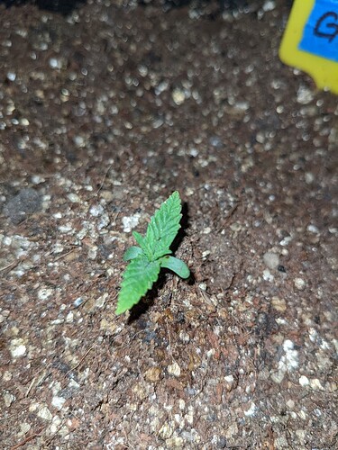 gld1