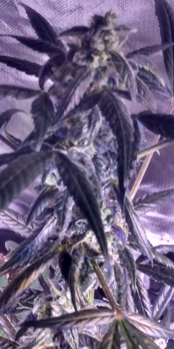 IMG_20210306_081458020_HDR
