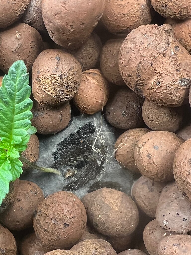 Moldy rock wool what do I do? Grow Support I Love Growing Marijuana