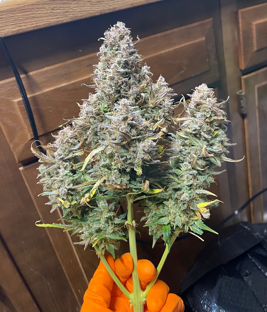 Help! Weed makes me paranoid About Marijuana I Love Growing