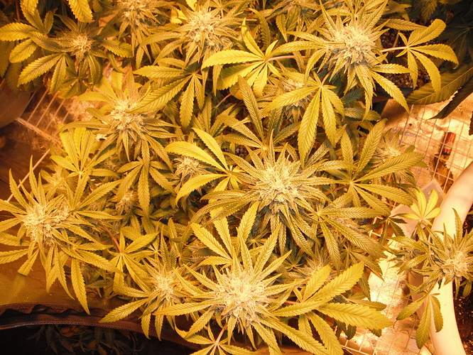 DSCF2827
