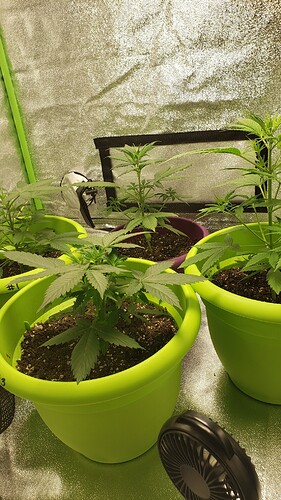 16039990866535478445768677610439