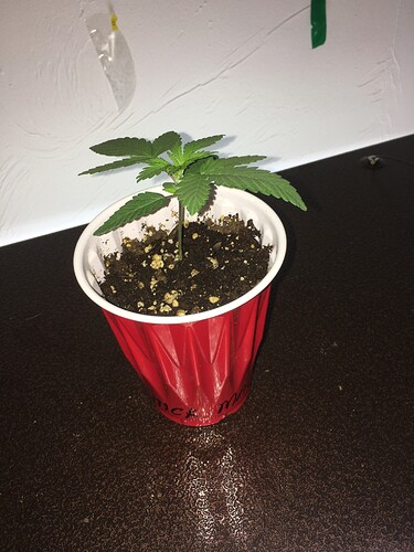 E2C77848-E183-491C-8BA7-F64B3BFE6167