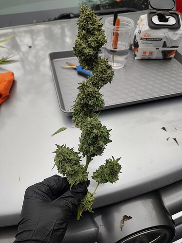 IMG_20240929_080830624_HDR