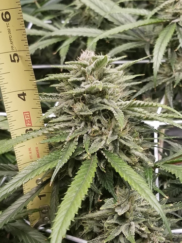 Day 70 PH BUD