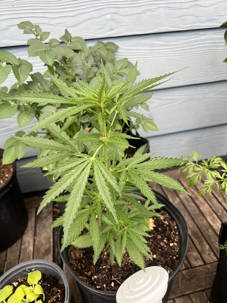 3 seeds from an autoflower Grow Cycle I Love Growing Marijuana Forum