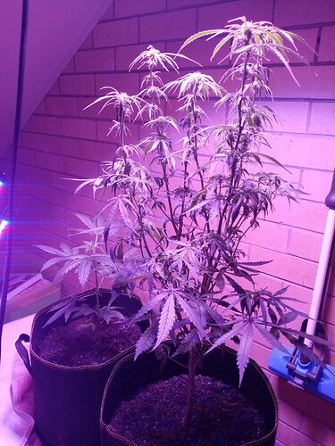 16101957656413850721169230606781