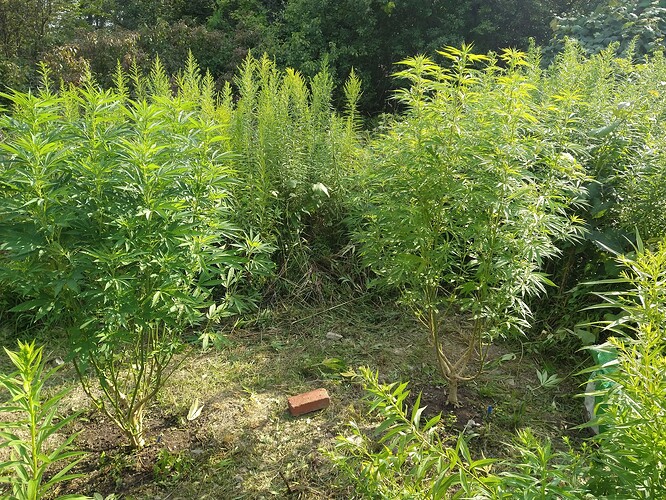 IMG_20230804_162529113