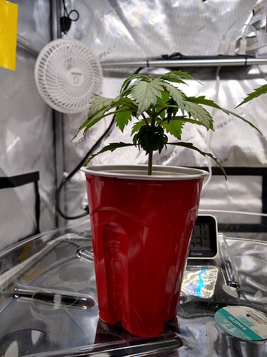 IMG_20210819_072150960_HDR