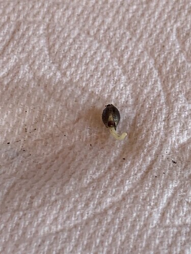 ww-2022-pt-germinating-2