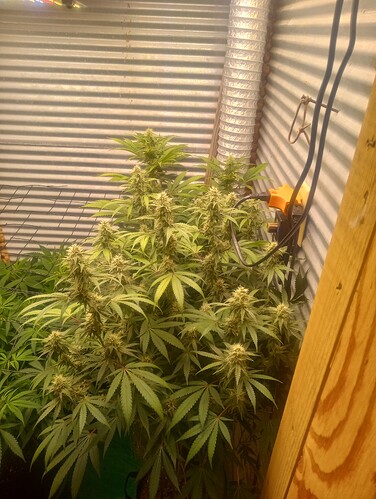 IMG_20250109_193434200_HDR