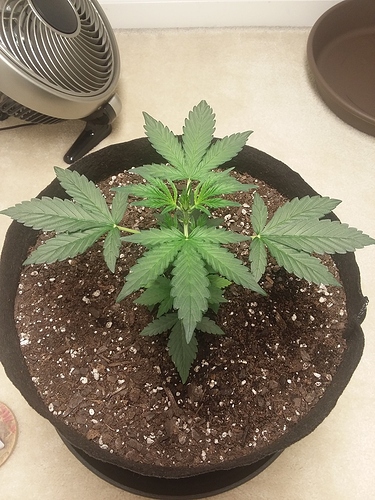 GSC2