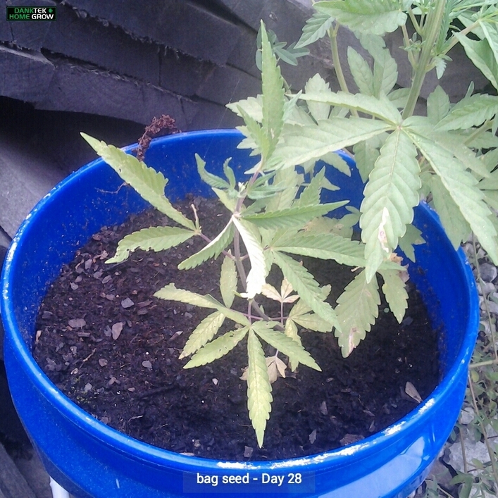 My babies are sick please help outdoor growing ilgm forum