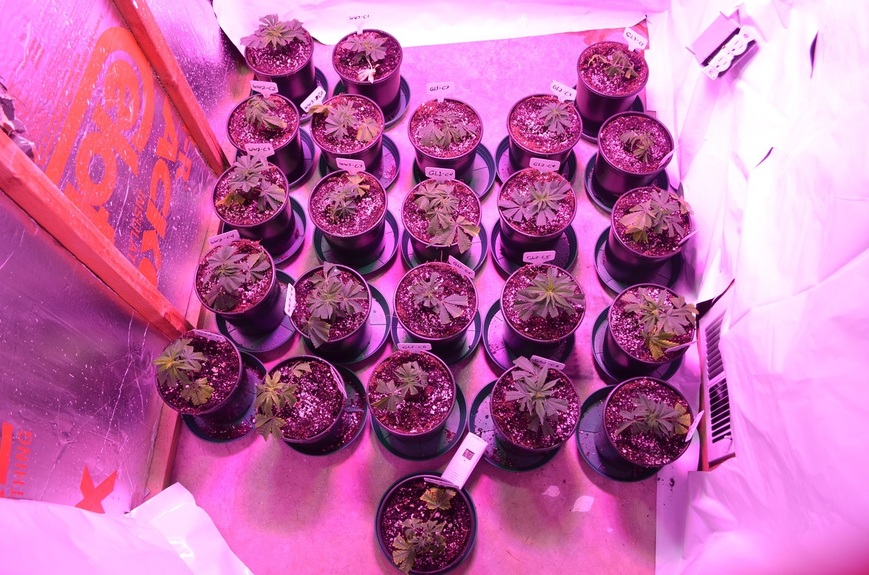 the-clone-army-is-on-the-march-grow-journals-i-love-growing