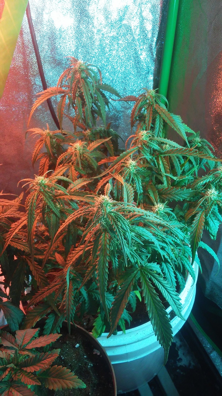 How long should i keep growing my buds after pistils stop Seedling