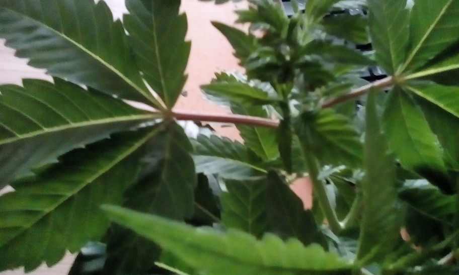Why are my stems turning red? Grow Cycle I Love Growing Marijuana Forum