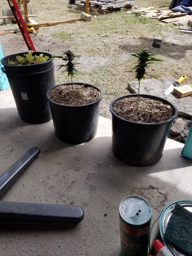 My plants are tall and leggy. How far up the stem can you put soil when