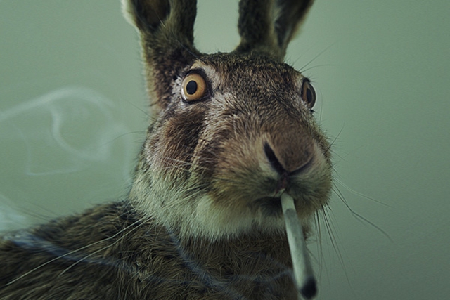 Stoned-Rabbits-The-DEAs-Latest-Fear-Mongering-Tactic-Weedist