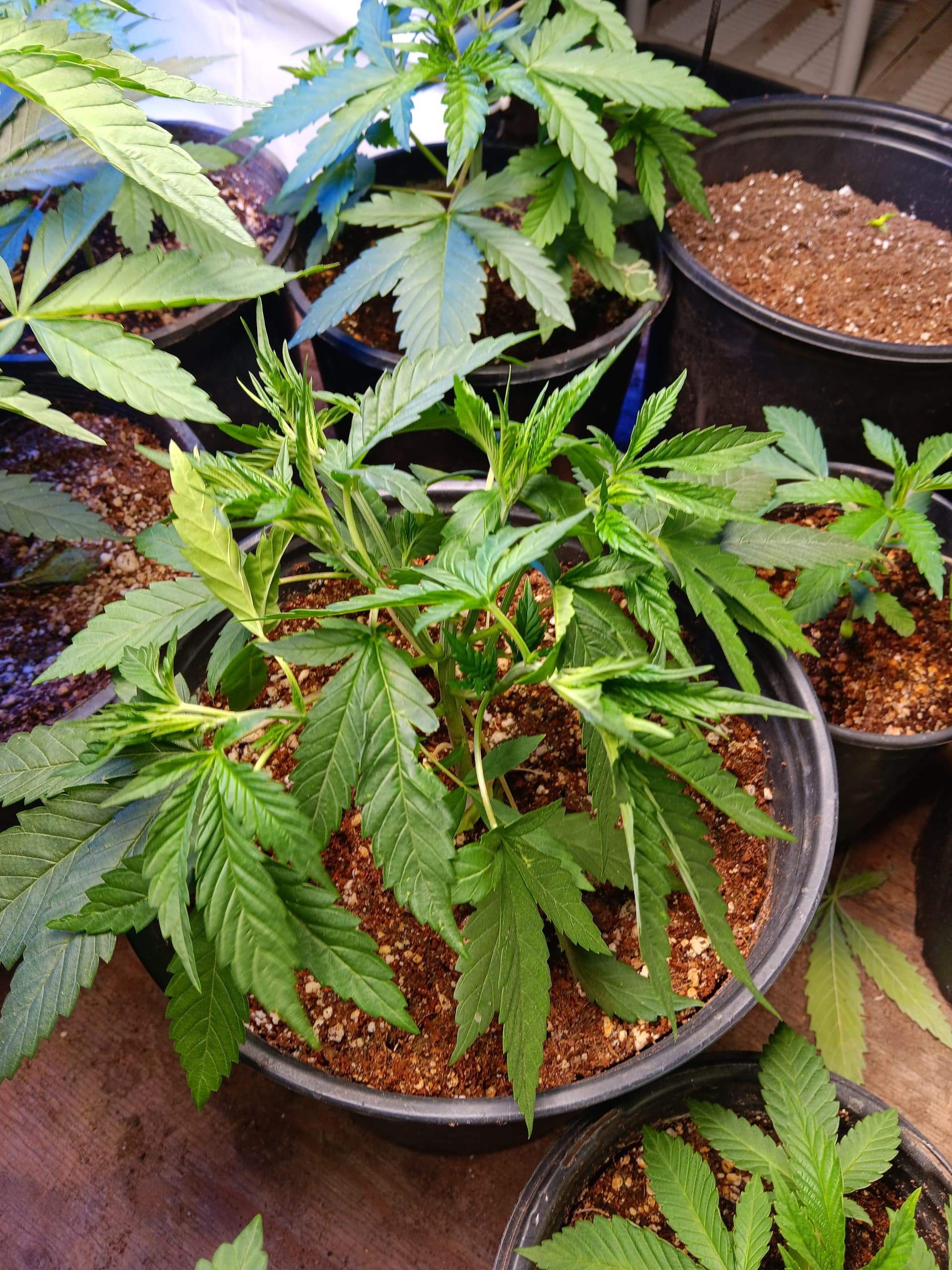 need-help-on-wat-could-be-wrong-troubleshooting-i-love-growing