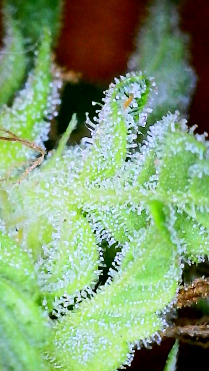 How much longer do you think. Its outside and indica dominant. 8ft high