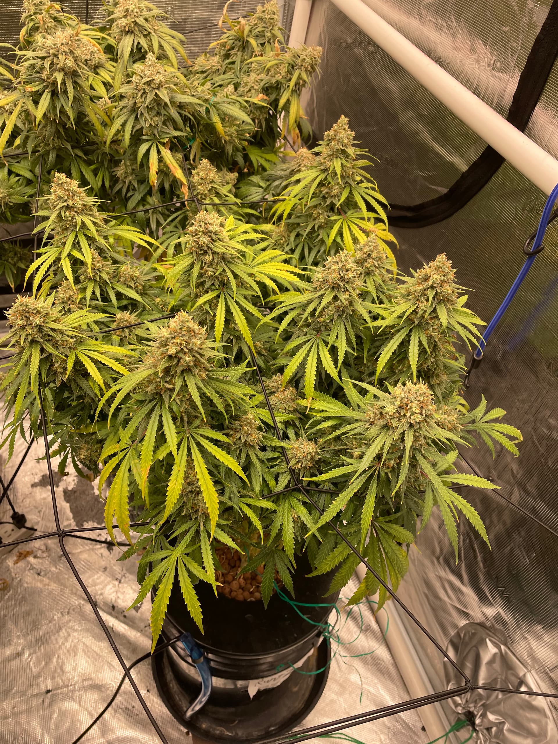 when-should-i-harvest-these-ladies-flowering-i-love-growing