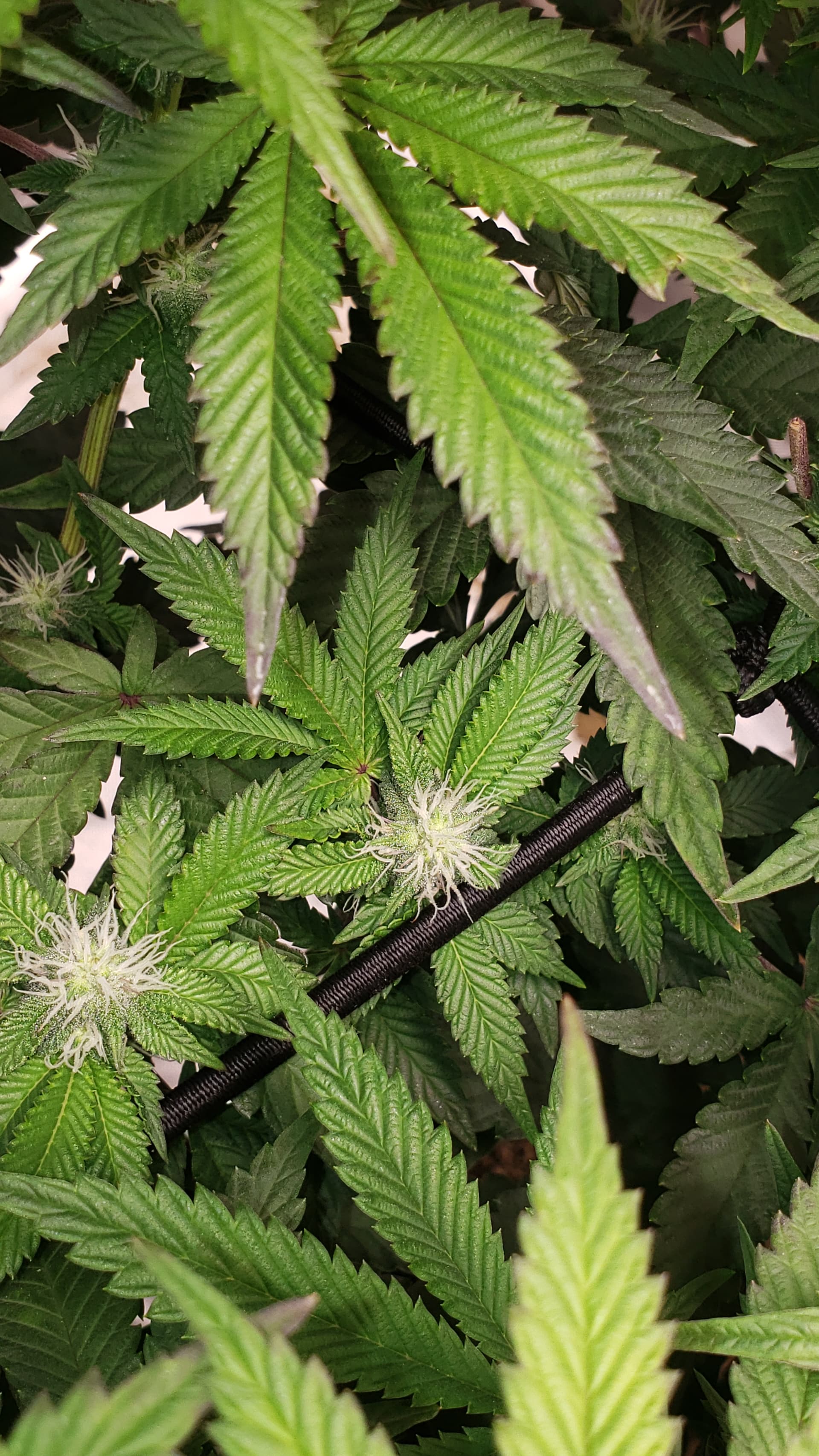 Leaf Edges Turning Black Diseases I Love Growing Marijuana Forum Leaf Edges Turning Black Diseases I Love Growing Marijuana Forum