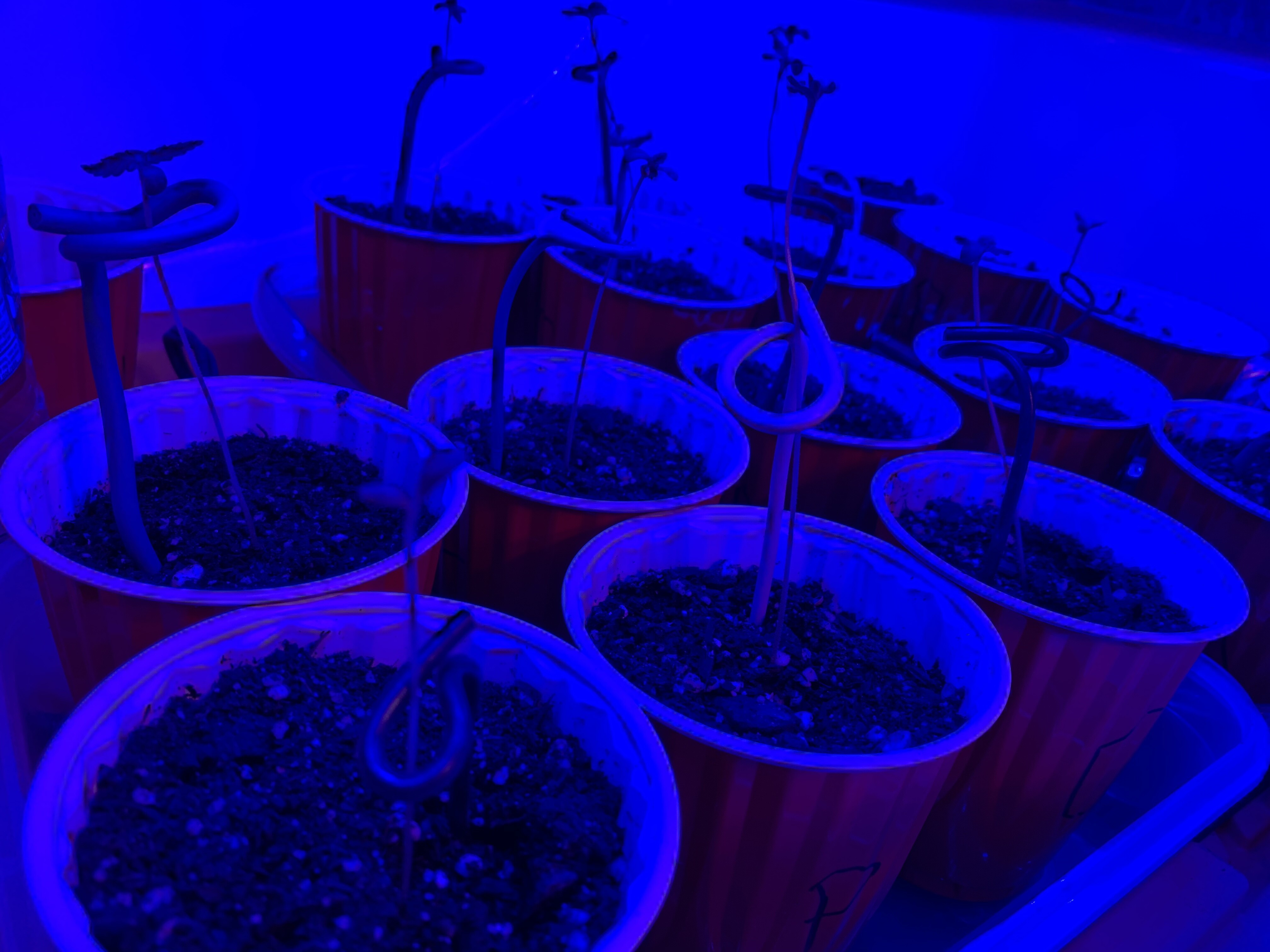 Ilgm Germination Guide - gvqqqiw