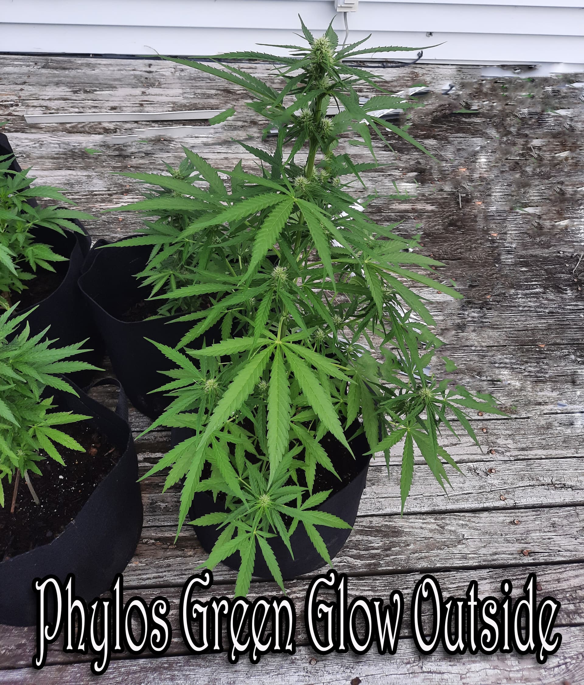 phylos-lime-glow-inside-outside-grow-grow-cycle-ilgm-forum