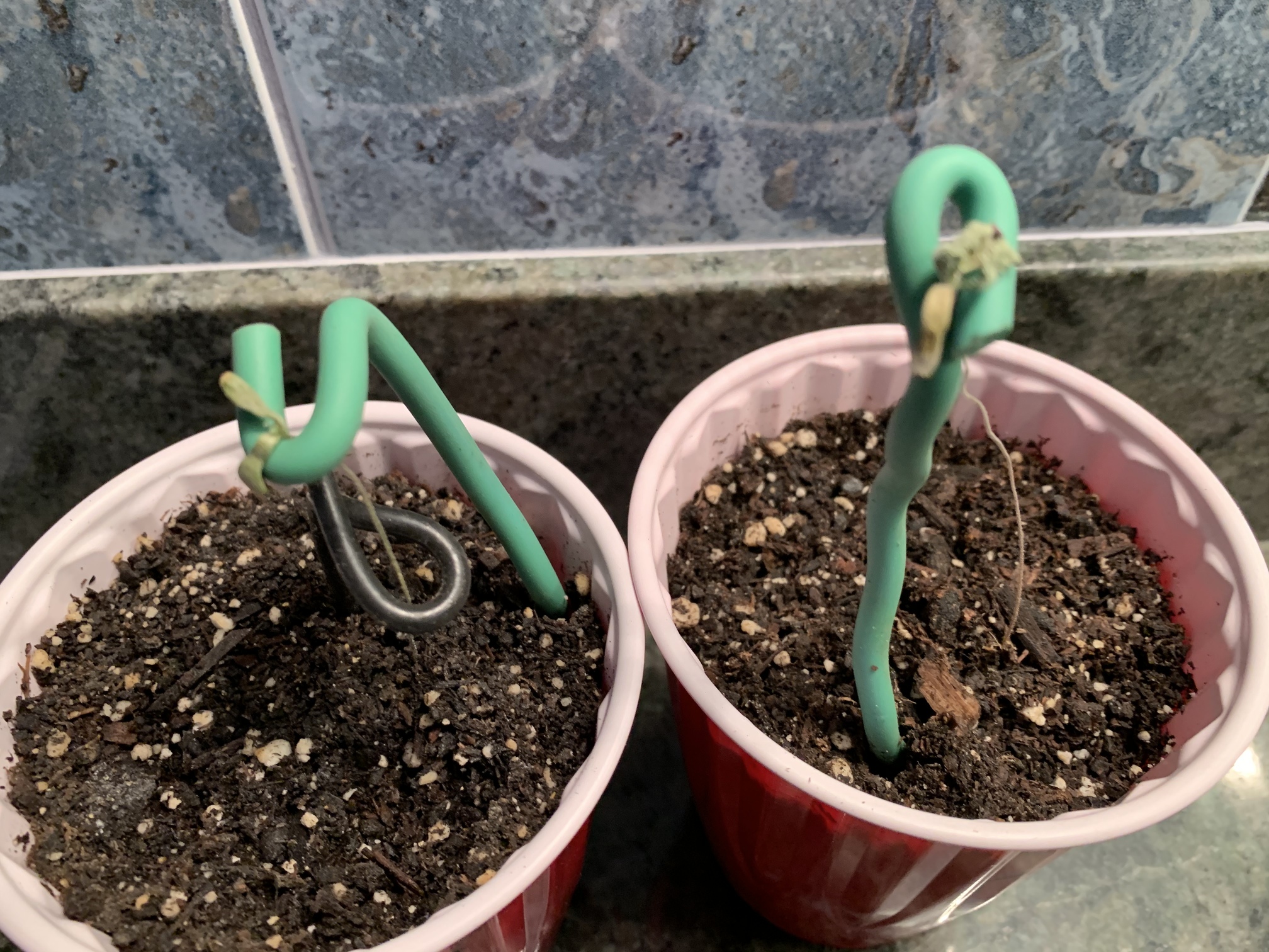 Ilgm Germination Guide - t7q9c7h