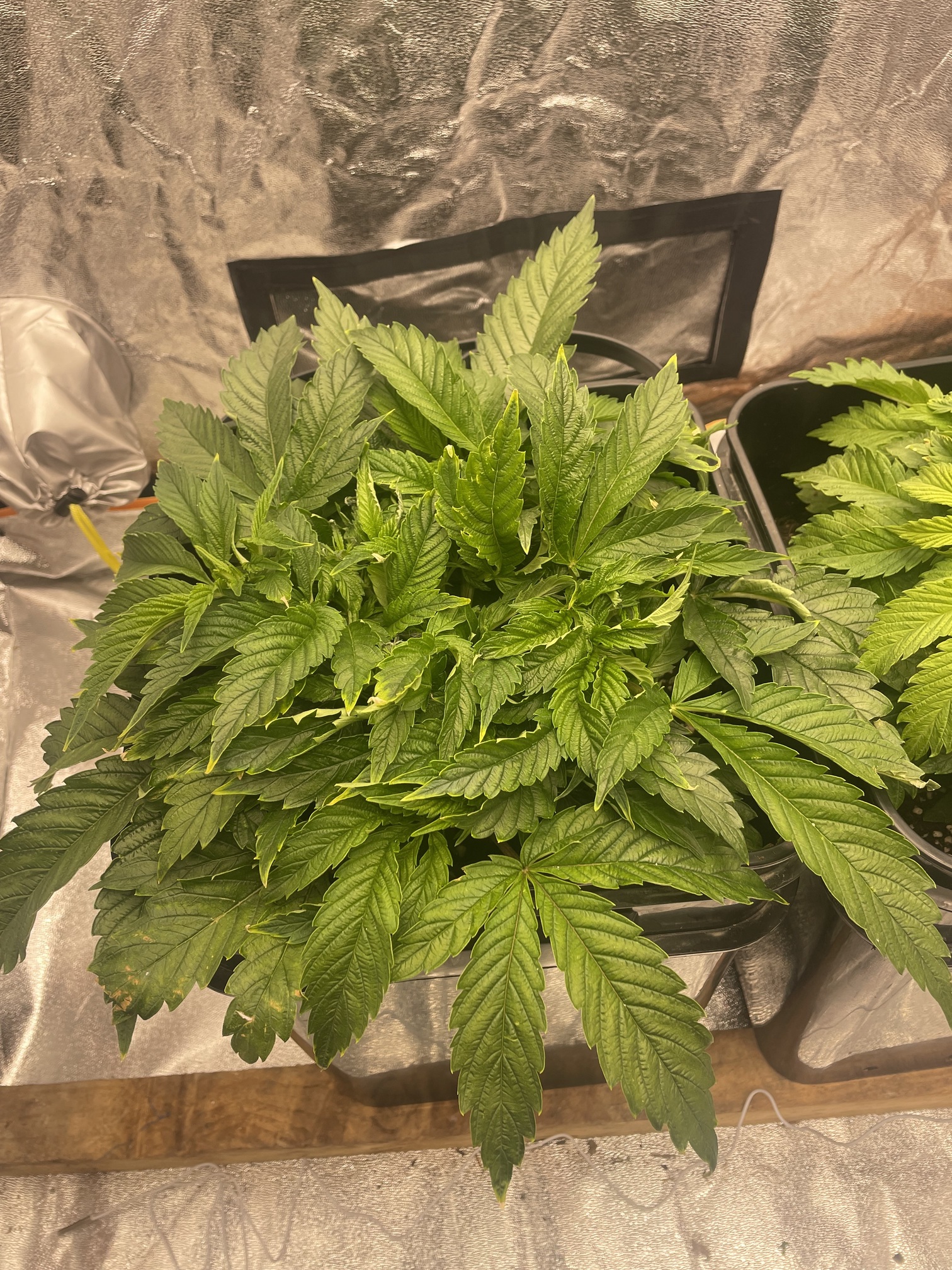 help-with-this-plant-lighting-i-love-growing-marijuana-forum