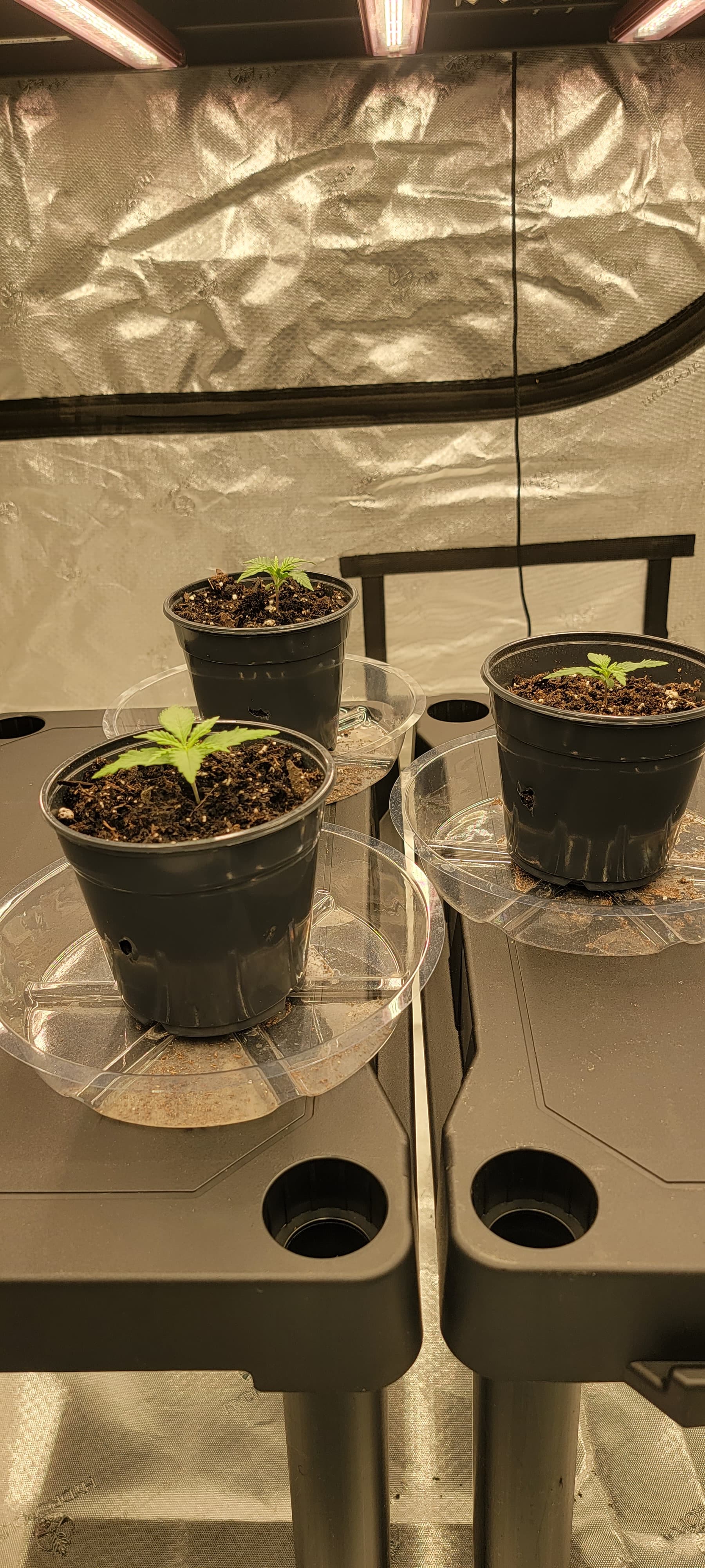 Ac infinity introduces iongrid series lights - Indoor Growing - I Love  Growing Marijuana Forum