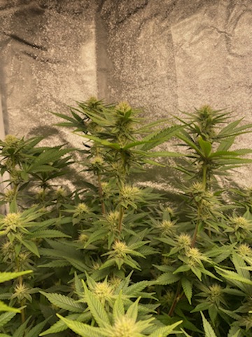 9-27 gg4 3