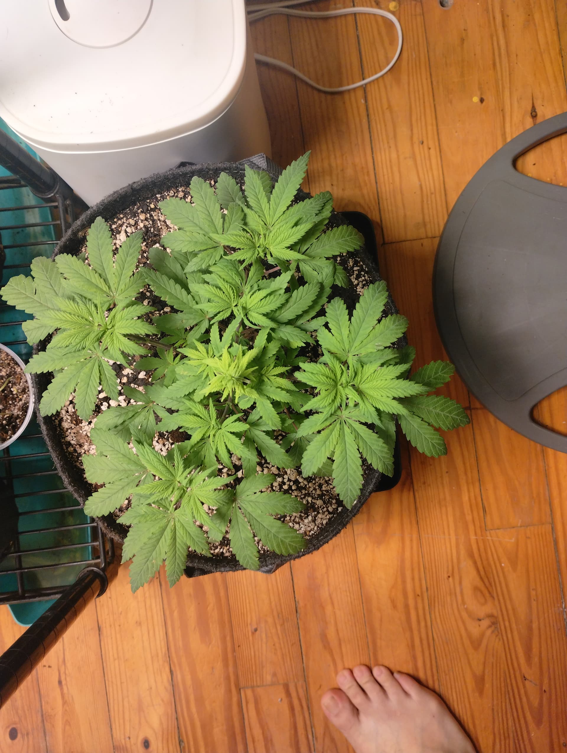 done-deals-lil-heaven-garden-of-weeden-grow-journals-i-love
