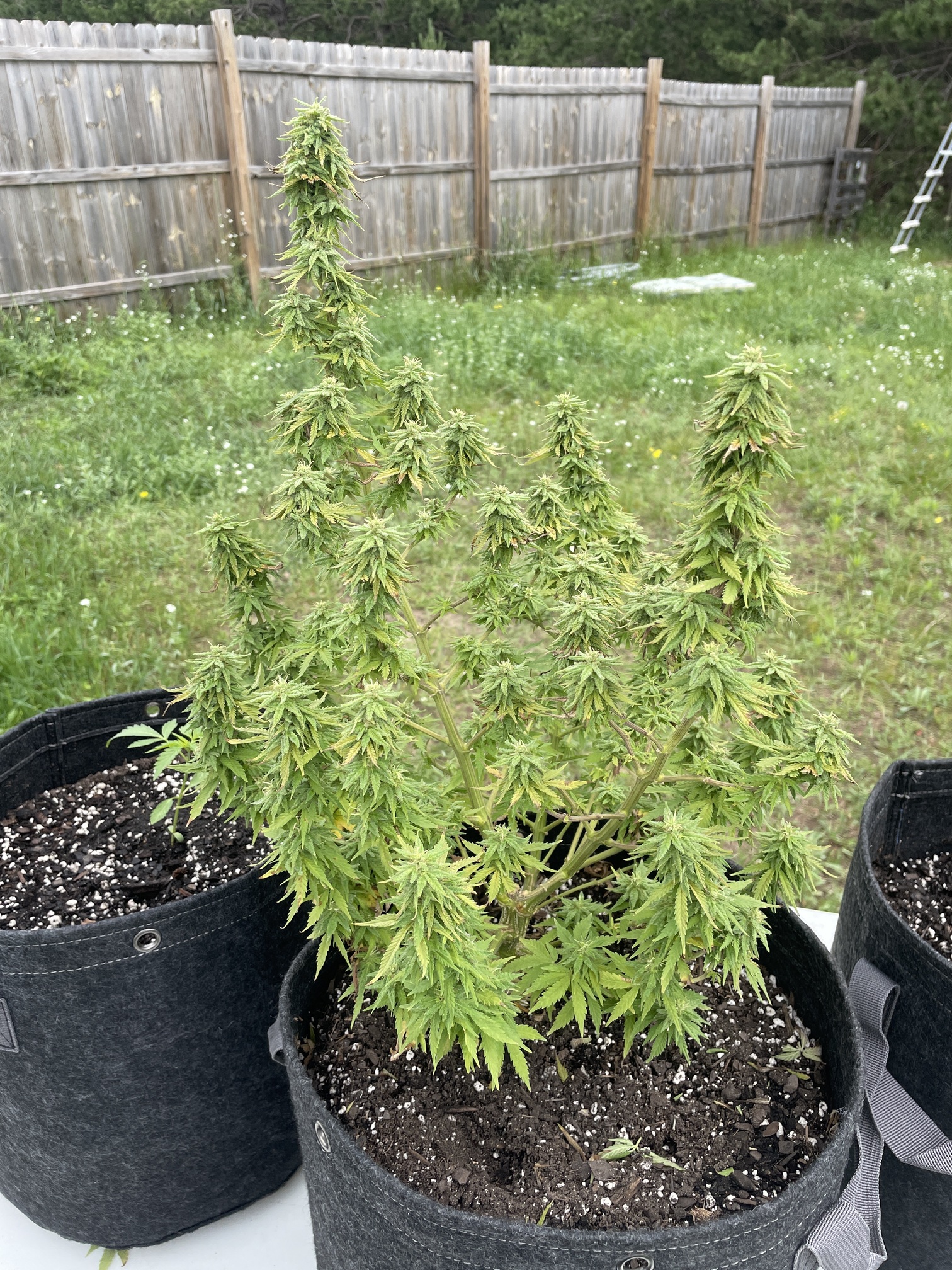 how-is-it-looking-forgotten-her-age-show-your-grow-i-love-growing
