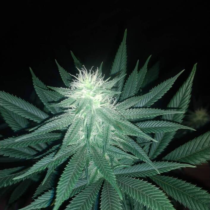 1560837_seedsman-bruce-banger-grow-journal-by-txcanna-growdiariesseedsmanbruce-banger_xl