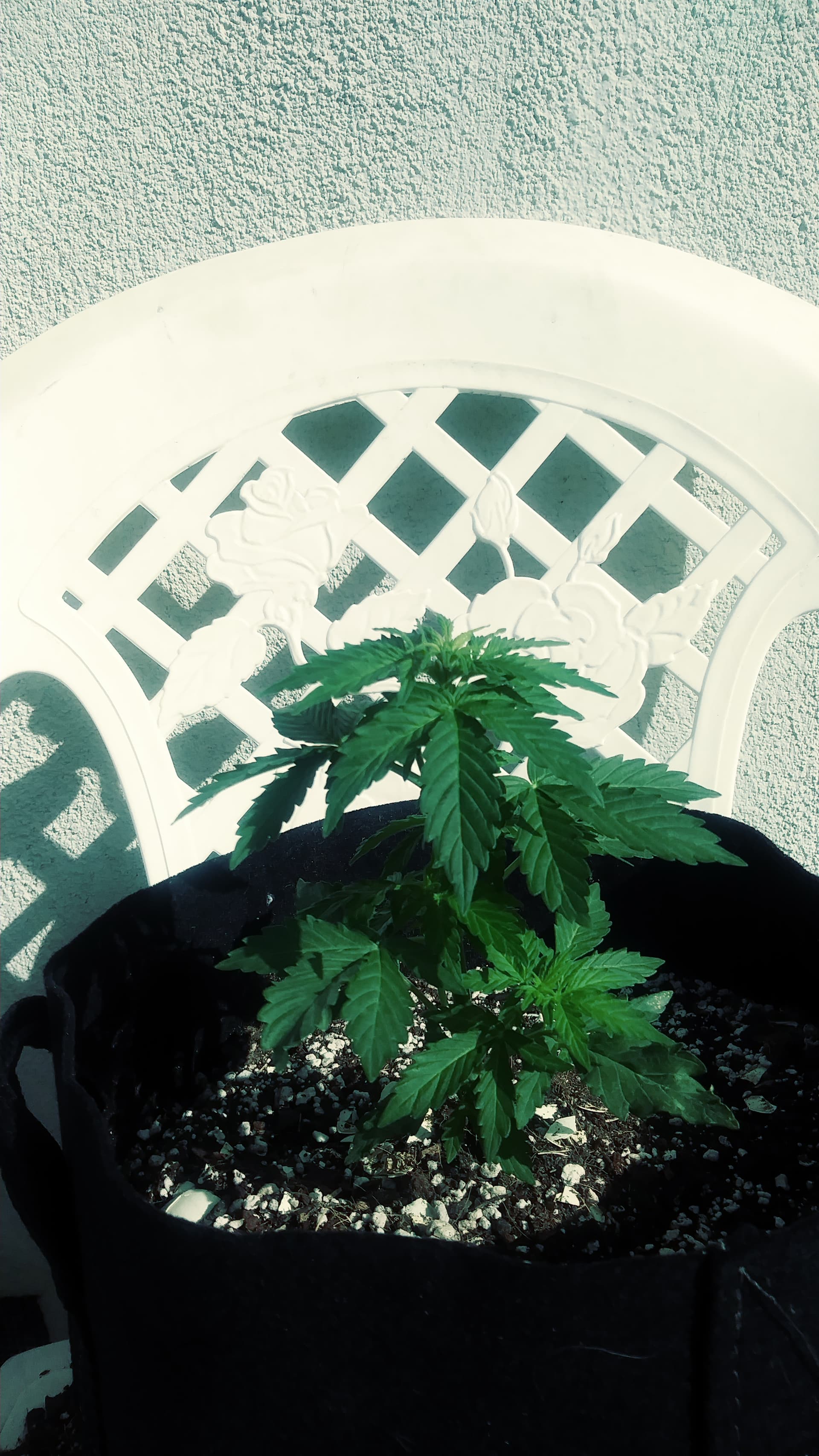 Experimental Outdoor winter grow Autoflowers I Love Growing Marijuana Forum