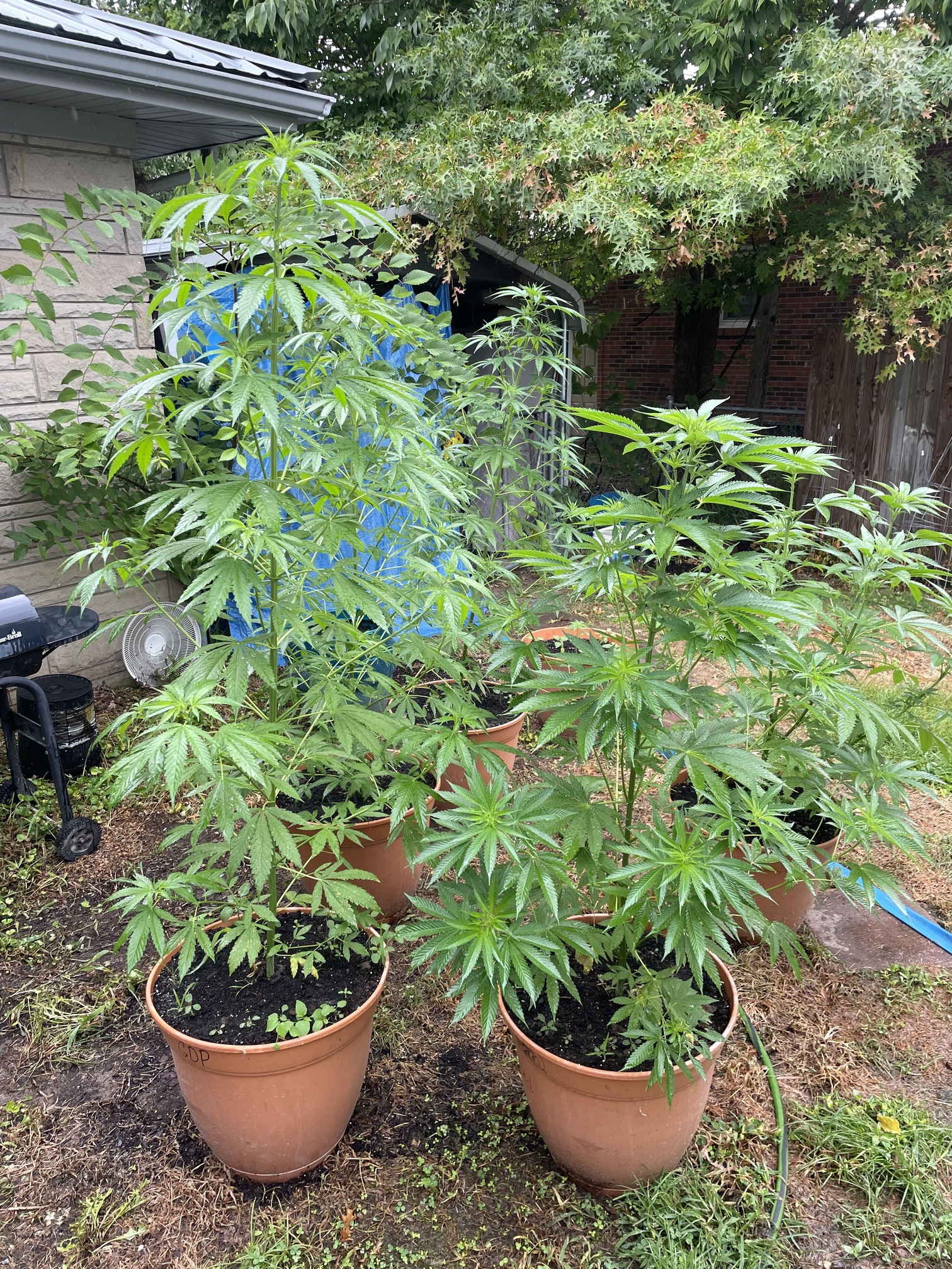 planted-in-july-grow-cycle-ilgm-forum