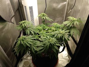IMG_20210701_1