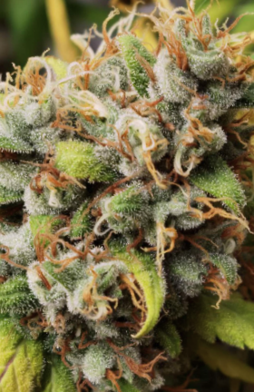 Florida kush2