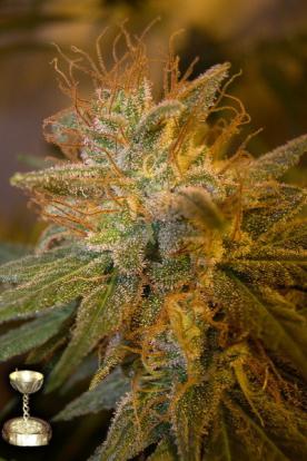 dna-kush-berry_276x414