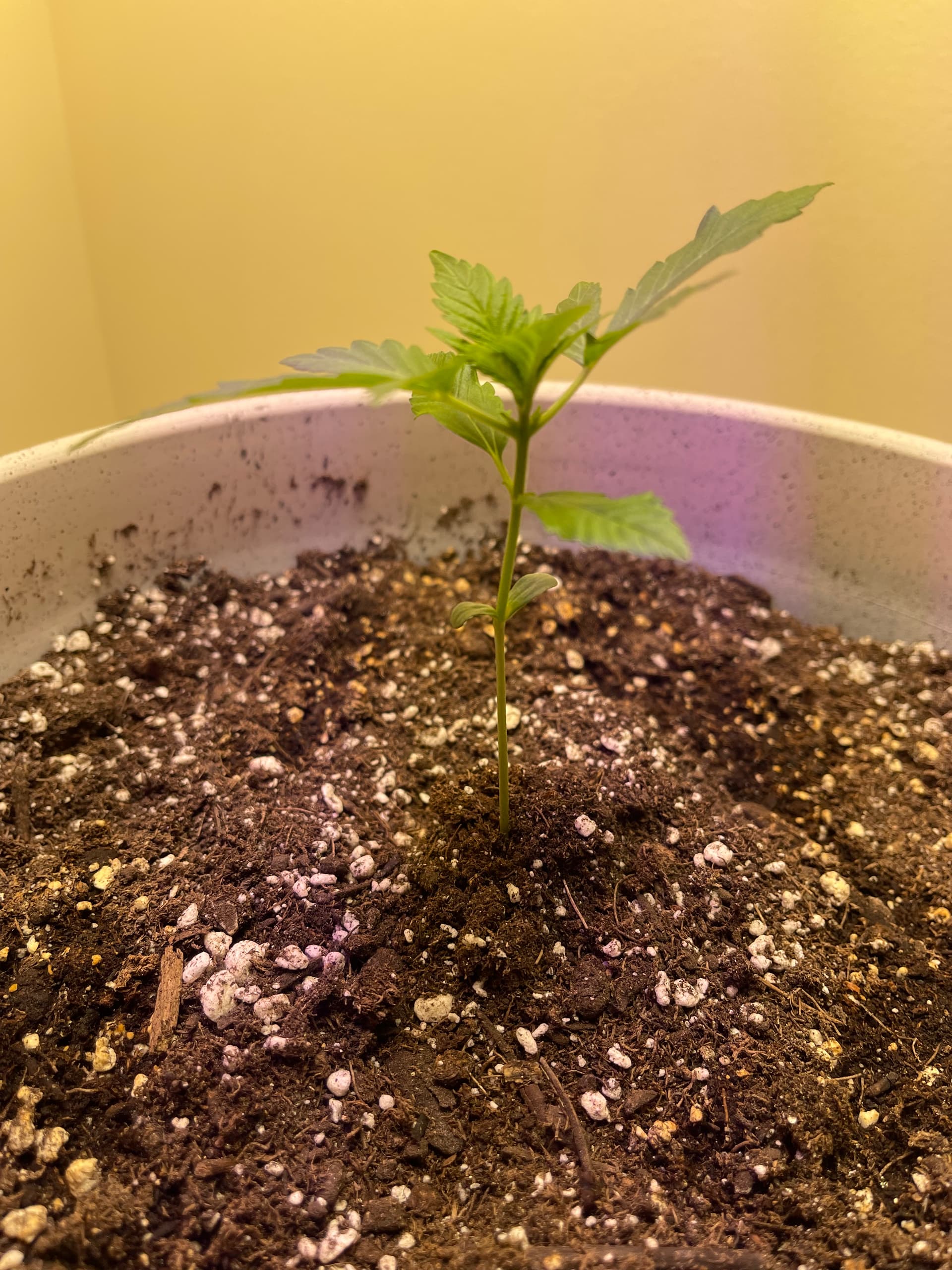 Plant looks healthy but not growing fast Seedling I Love Growing