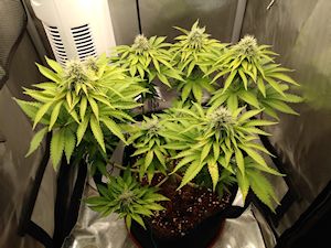 IMG_20210725_1