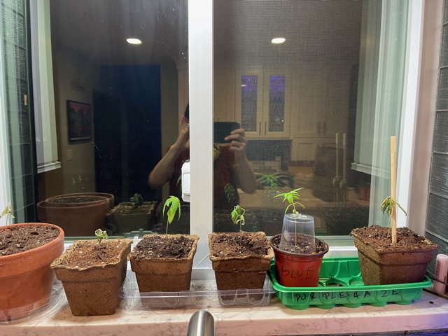dting plants
