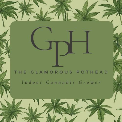 Bright Colorful Playful Funny Donuts Food Circle Logo