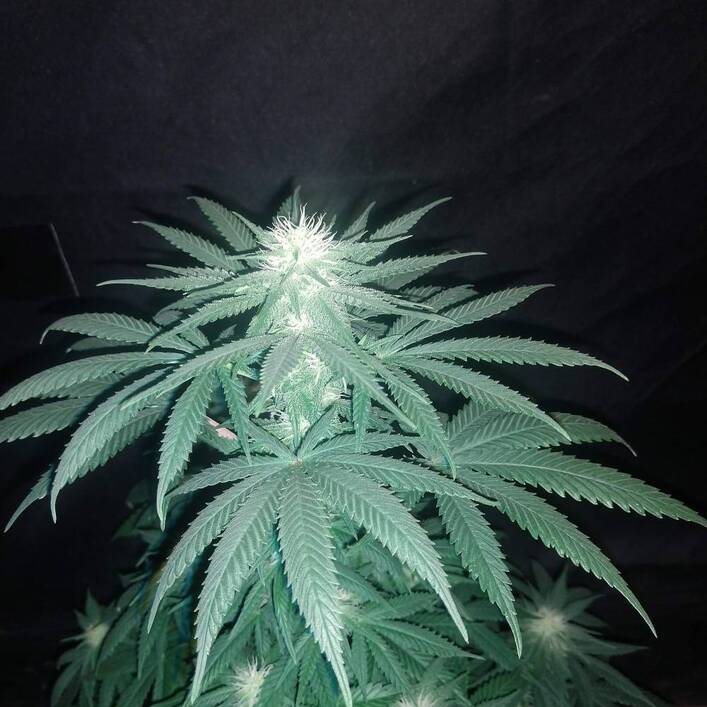 1560763_bomb-seeds-thc-bomb-grow-journal-by-txcanna-growdiariesbomb-seedsthc-bomb_xl